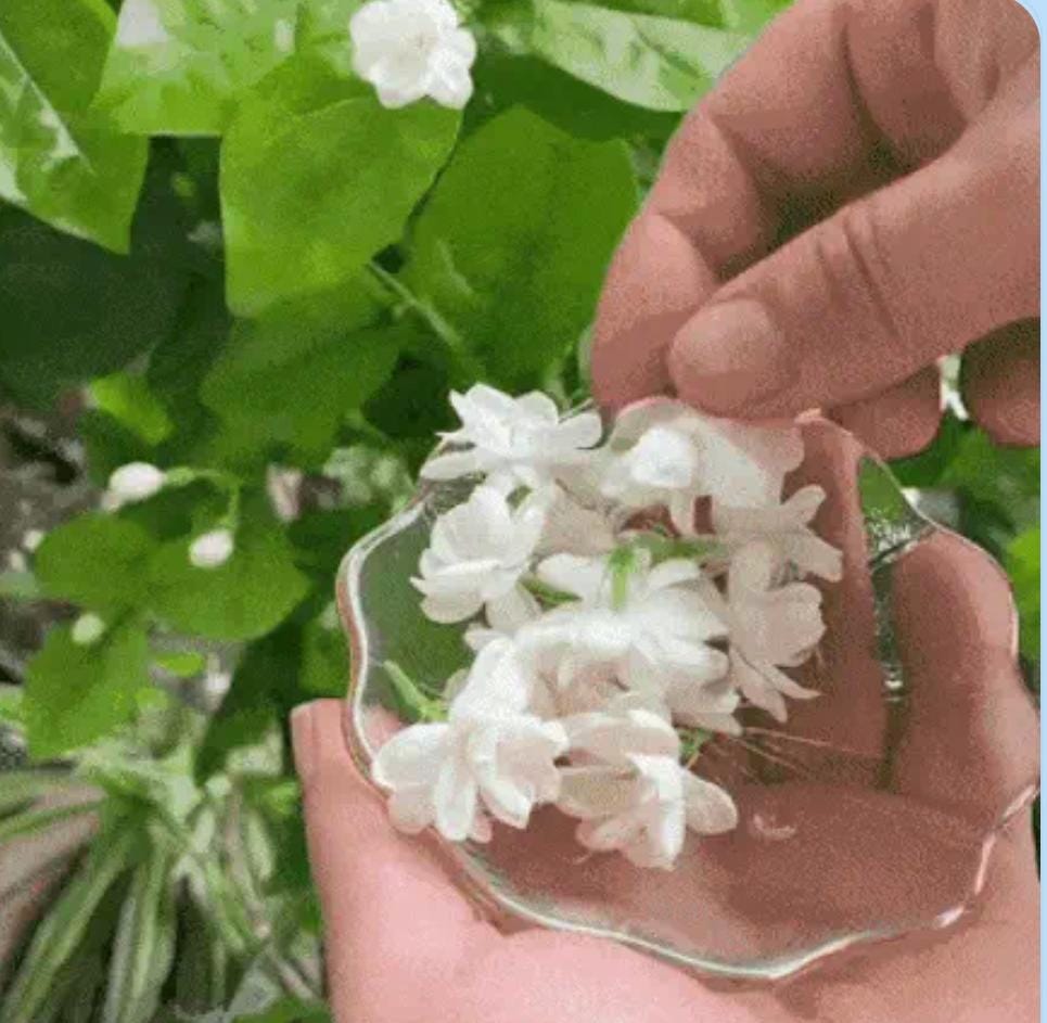 🌿 Siembra tu Propio Jazmín en Casa: Disfruta Flores Aromáticas y Naturales desde Semilla-100 semillas