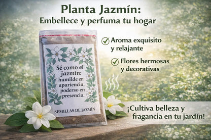 🌿 Siembra tu Propio Jazmín en Casa: Disfruta Flores Aromáticas y Naturales desde Semilla-100 semillas