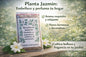 🌿 Siembra tu Propio Jazmín en Casa: Disfruta Flores Aromáticas y Naturales desde Semilla-100 semillas