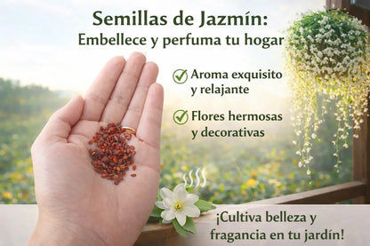 🌿 Siembra tu Propio Jazmín en Casa: Disfruta Flores Aromáticas y Naturales desde Semilla-100 semillas